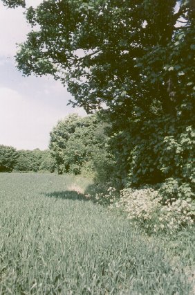 The edge of Treeton Wood